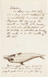 Delfin